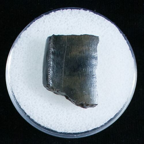 T-Rex Tooth Fragment - Serrated Edge #6954